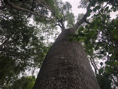 Brachychiton rupestris