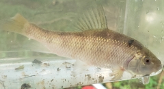 Erimyzon claviformis