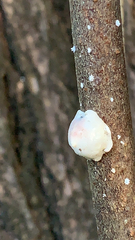 Ceroplastes