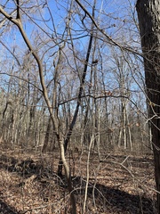 Hamamelis virginiana
