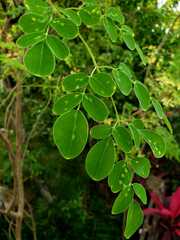 Moringa