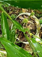 Zingiber officinale