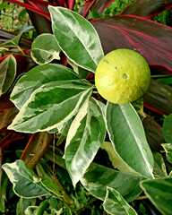 Citrus × microcarpa