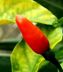 Capsicum frutescens