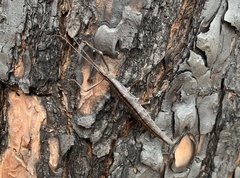 Anisomorpha buprestoides