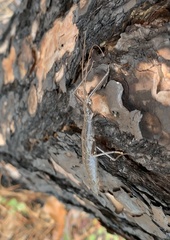 Anisomorpha buprestoides