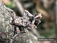 Orthorhinus