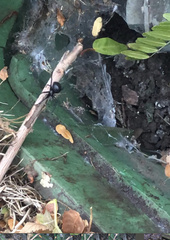 Latrodectus