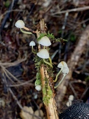 Mycena epipterygia