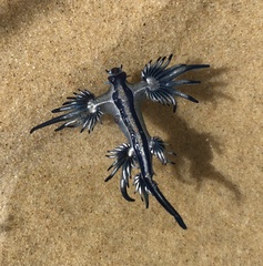 Glaucus atlanticus