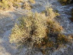 Cyclolepis genistoides