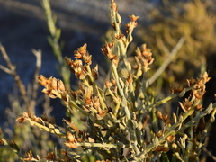 Cyclolepis genistoides