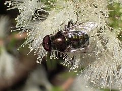Austalis smaragdi