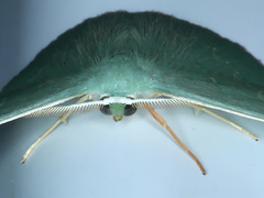 Prasinocyma semicrocea