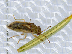 Germalus victoriae