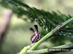 Ceraon vitta