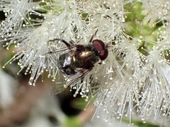 Austalis smaragdi