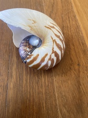 Nautilus