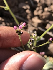 Gilia crassifolia