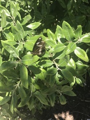 Hypolimnas bolina nerina