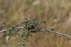 Malacomeles denticulata