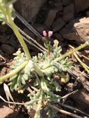 Gilia crassifolia