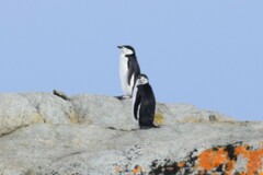 Pygoscelis antarcticus