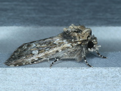 Ectopatria horologa