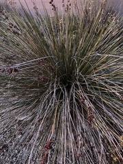 Juncus acutus leopoldii