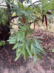 Lyonothamnus floribundus
