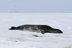 Leptonychotes weddellii