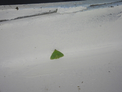 Eulepidotis viridissima