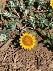 Chaetanthera flabellata
