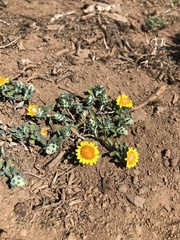 Chaetanthera flabellata