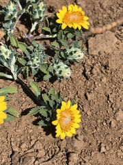 Chaetanthera flabellata