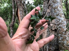 Alectryon diversifolius