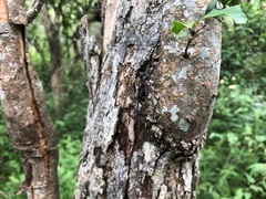 Alectryon diversifolius