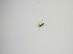 Chauliognathus cinguliventris
