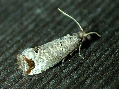 Notocelia culminana from Bill Paterson Nature Center, Muttontown