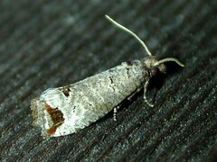 Notocelia culminana