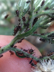 Uroleucon eupatoricolens