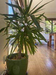 Melicytus lanceolatus