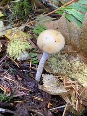 Stropharia ambigua