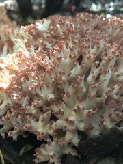 Ramaria botrytis