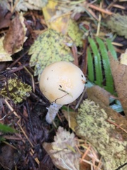 Stropharia ambigua