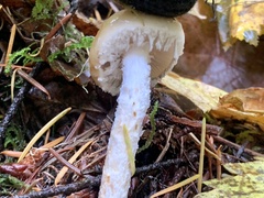 Stropharia ambigua