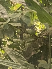 Thamnophilus atrinucha