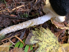 Stropharia ambigua