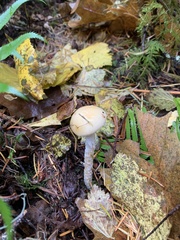 Stropharia ambigua