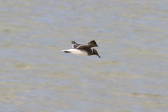 Ichthyaetus hemprichii